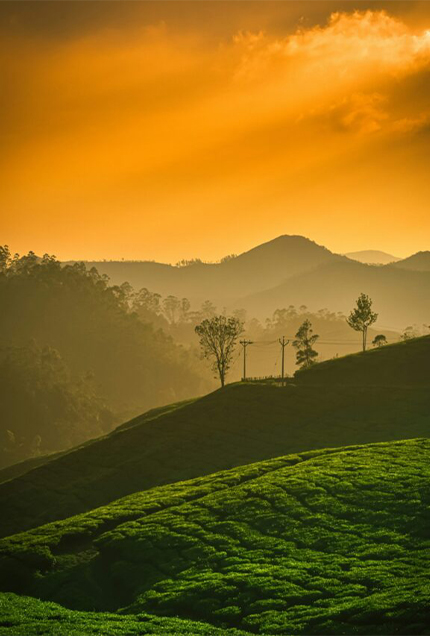 Munnar Hills