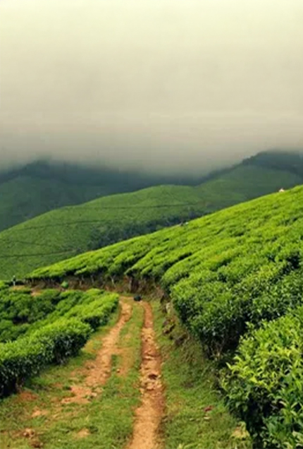 misty mountain View point